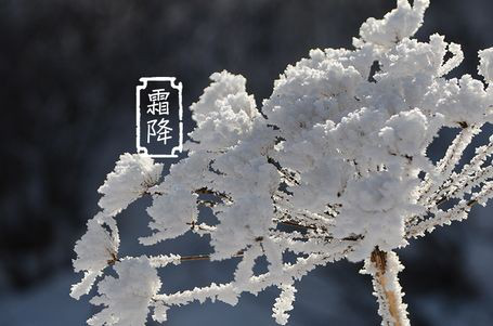 今日霜降 _ 露凝為霜知霜降，滴酒品后知濃香96.png