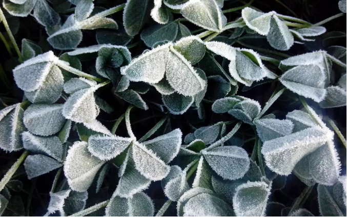 今日霜降 _ 露凝為霜知霜降，滴酒品后知濃香203.png